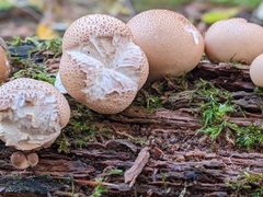 Apioperdon pyriforme