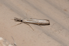 Agriphila attenuatus