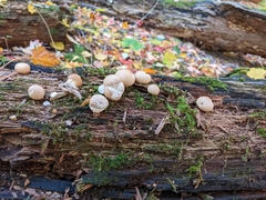 Apioperdon pyriforme