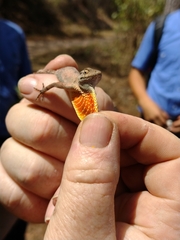 Anolis mccraniei