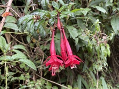 Fuchsia