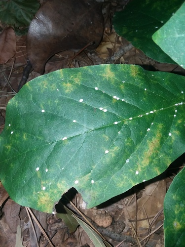 False oleander scale photo 4