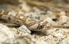 Trimorphodon lyrophanes