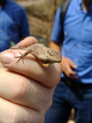Anolis mccraniei