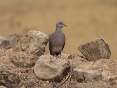 Streptopelia turtur