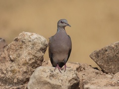 Streptopelia turtur