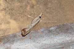 Agriphila attenuatus