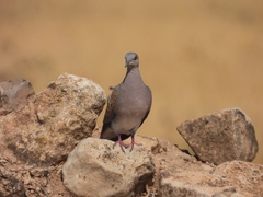 Streptopelia turtur