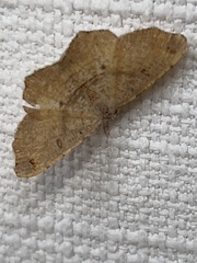 Dissomorphia australiaria