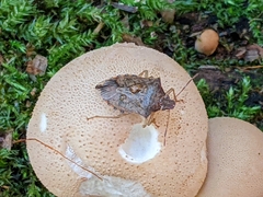 Dendrocoris humeralis