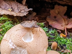 Dendrocoris humeralis