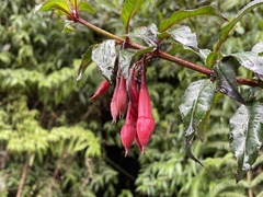 Fuchsia