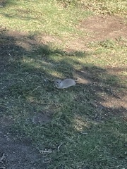 Xerospermophilus tereticaudus