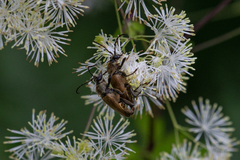 Trigonarthris subpubescens