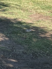 Xerospermophilus tereticaudus