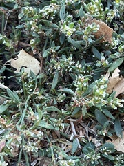 Polygonum douglasii