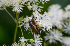 Trigonarthris subpubescens
