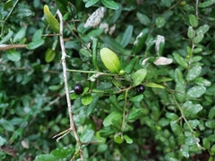 Atalantia buxifolia image