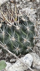 Ancistrocactus scheeri