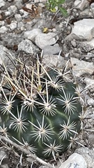 Ancistrocactus scheeri