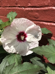 Hibiscus