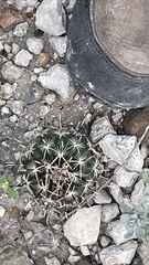 Ancistrocactus scheeri