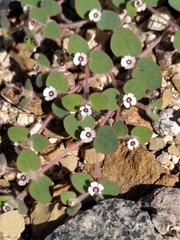 Euphorbia bartolomaei