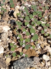 Euphorbia bartolomaei