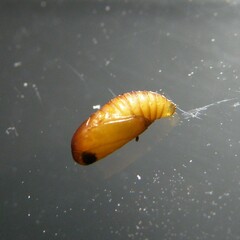 Platphalonidia magdalenae