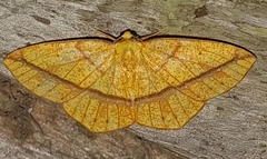 Periclina