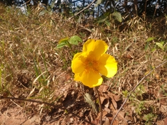 Cochlospermum regium