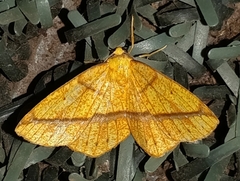 Periclina