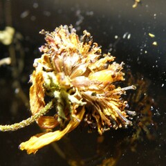 Platphalonidia magdalenae