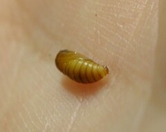 Platphalonidia magdalenae