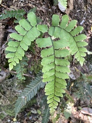 Adiantum cunninghamii