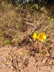 Cochlospermum regium