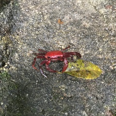 Phricotelphusa limula