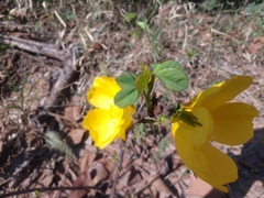 Cochlospermum regium