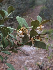 Lyonia fruticosa