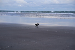 Phalacrocorax varius varius