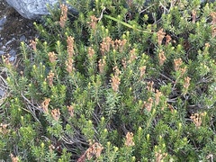 Phyllodoce empetriformis