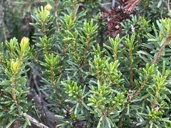 Phyllodoce empetriformis