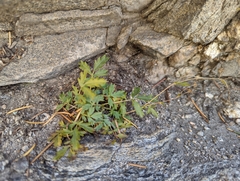Potentilla rupincola