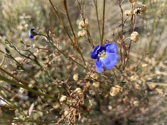 Linum lewisii