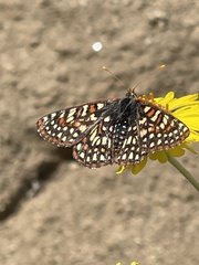 Euphydryas chalcedona hennei
