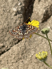 Euphydryas chalcedona hennei