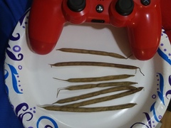 Centrosema arenicola