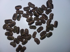 Centrosema arenicola