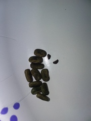 Centrosema arenicola