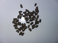 Centrosema arenicola